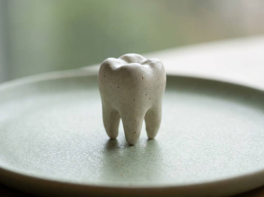 Natural tooth model